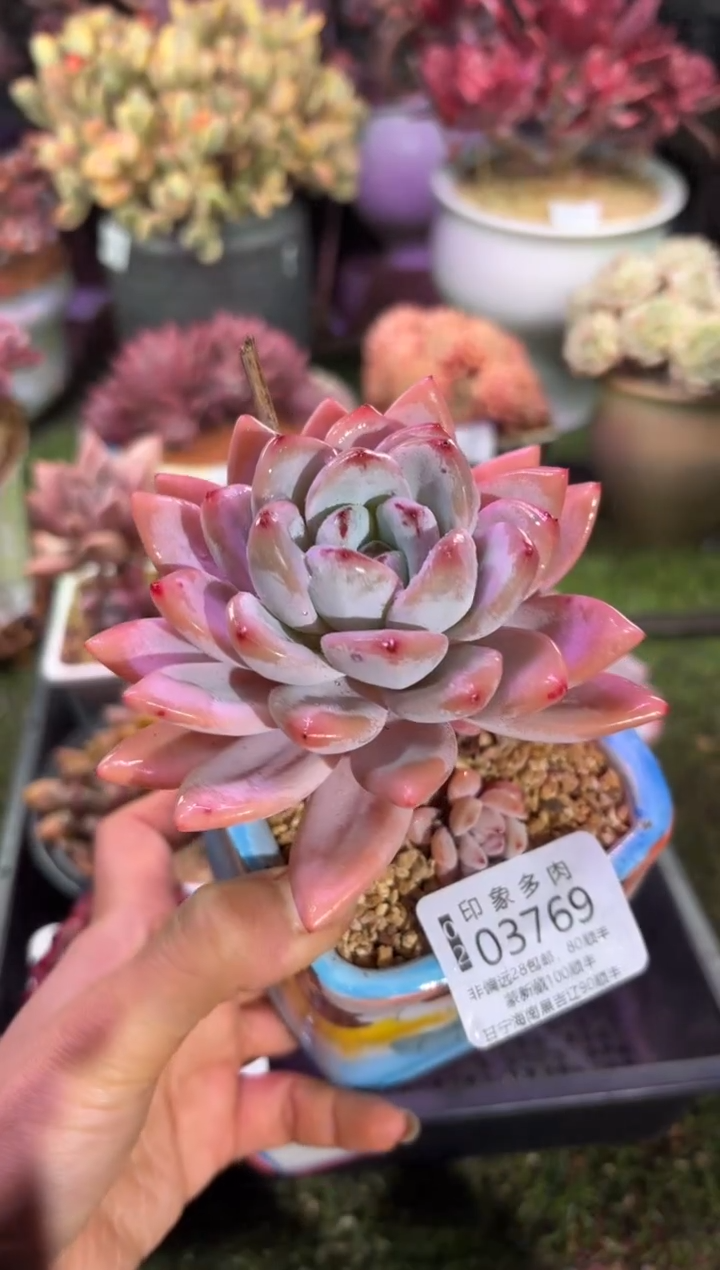 【闪购商品】03769