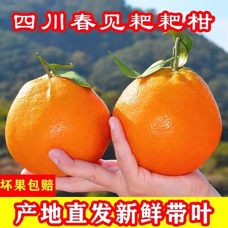 【新鲜采摘】四川春见耙耙柑粑粑柑自然成熟新鲜采摘坏果包赔