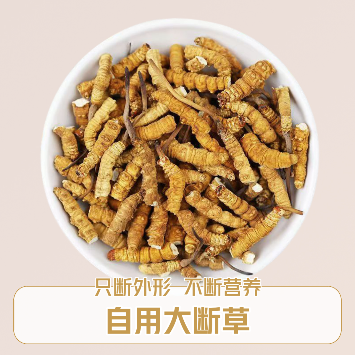 【大断草】干冬虫夏草自用实惠滋补佳品送长辈正宗高海拔打粉煲汤