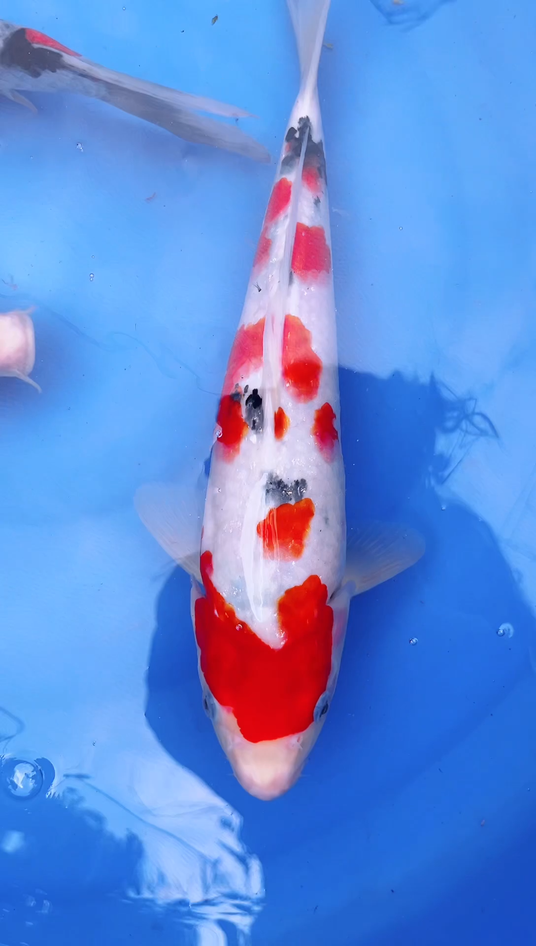 锦鲤三色1111111111111