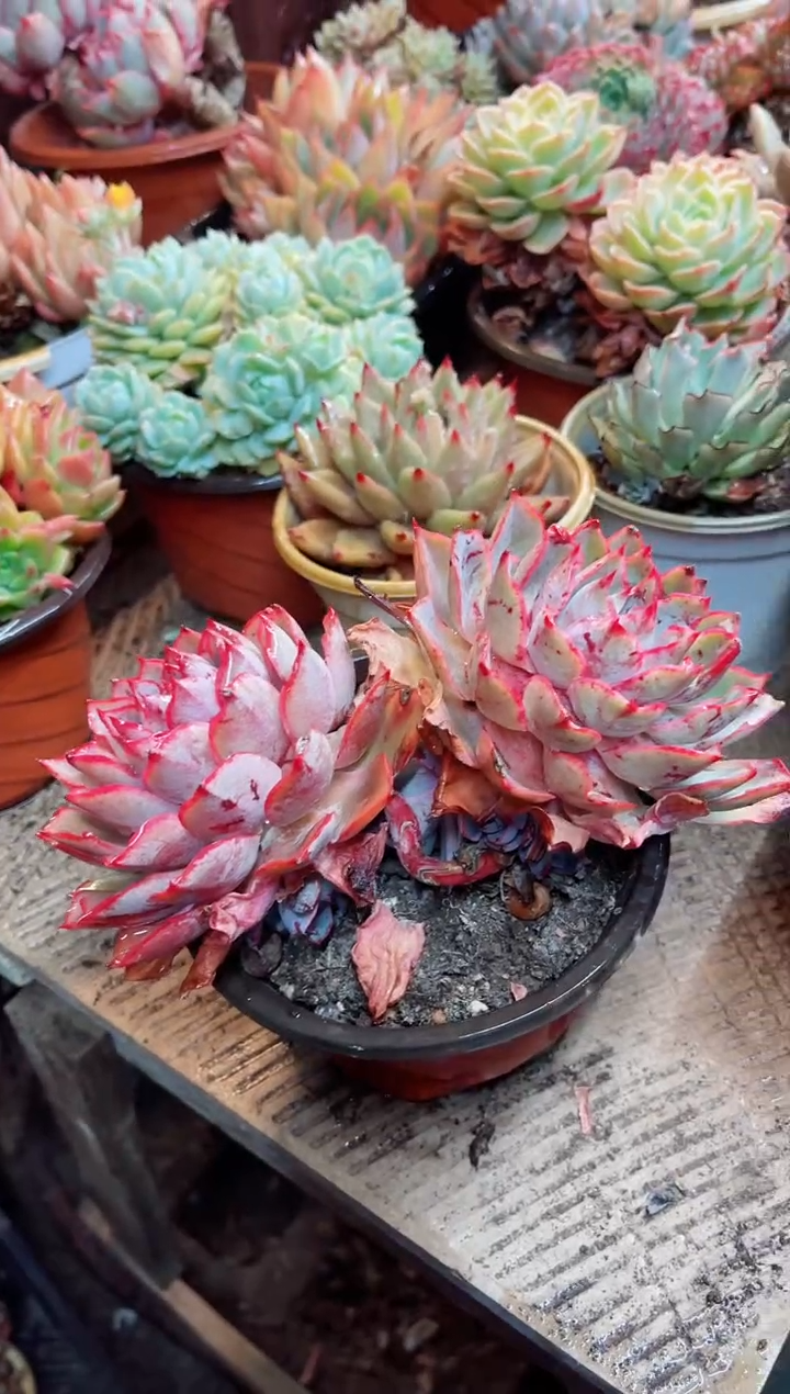 【闪购商品】09039多肉