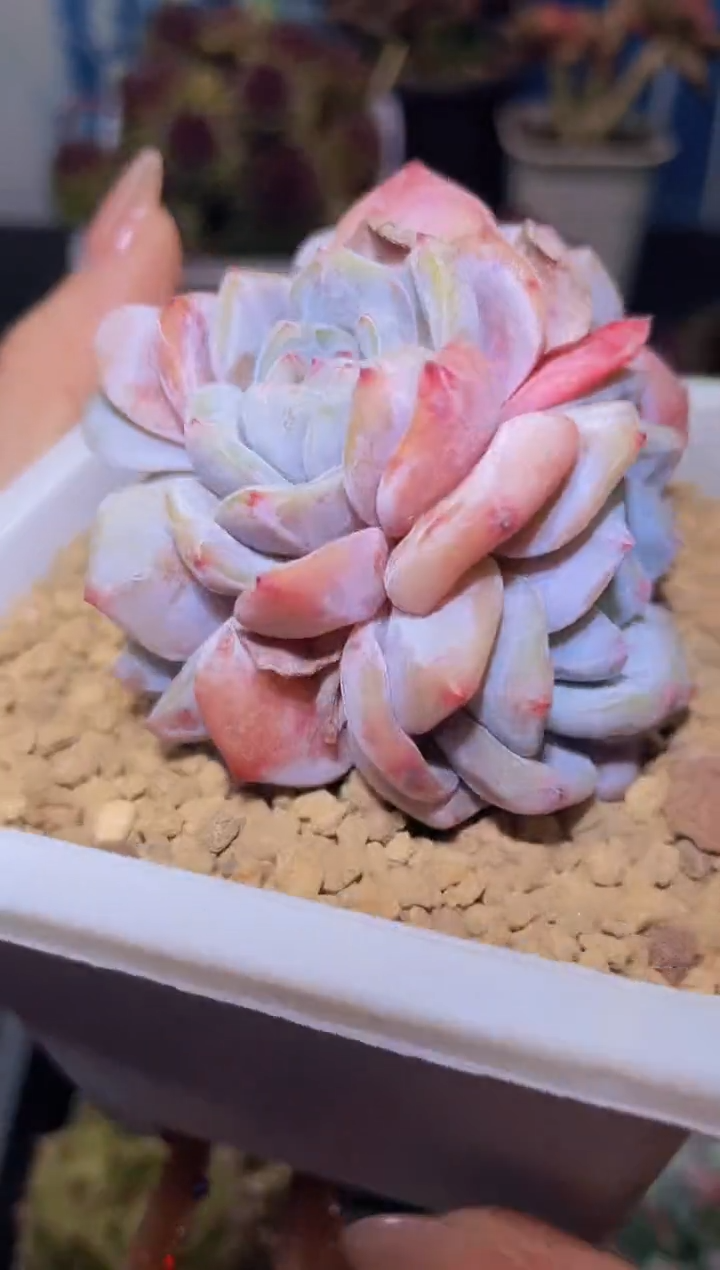 【闪购商品】374石榴籽