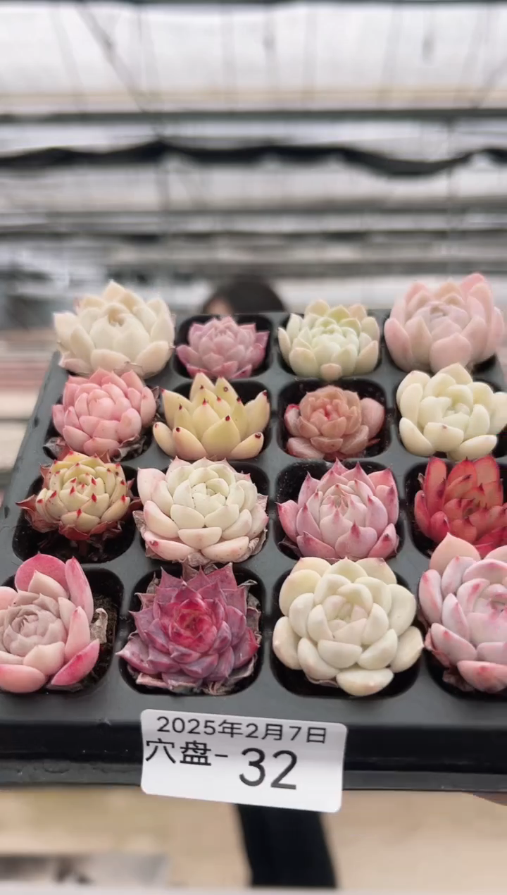 【闪购商品】穴盘-32