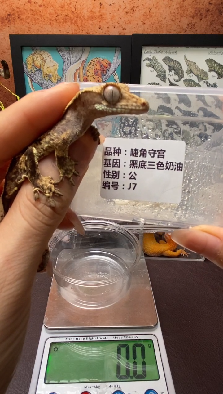 睫角守宫鳞与尾 Scale Tail 爬宠J7