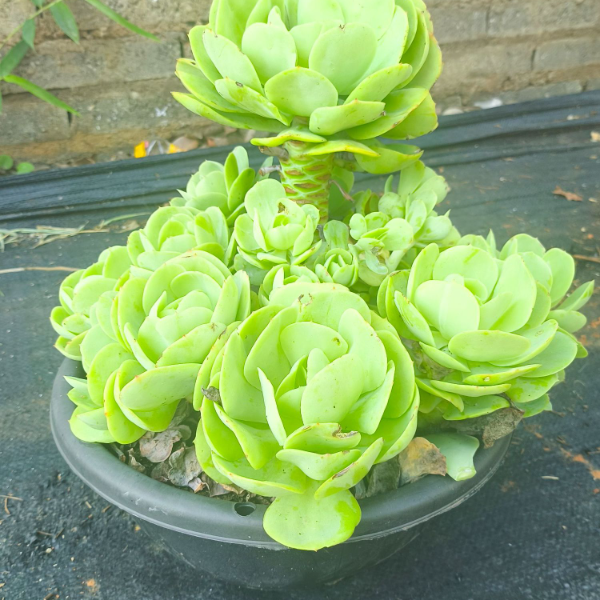 精品碧桃 新手必拍 好看好养 云南昆明发货 多肉绿植