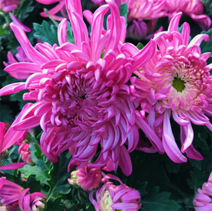 【 桃园醉】大花富贵菊花盆栽九月菊 开花漂亮耐寒