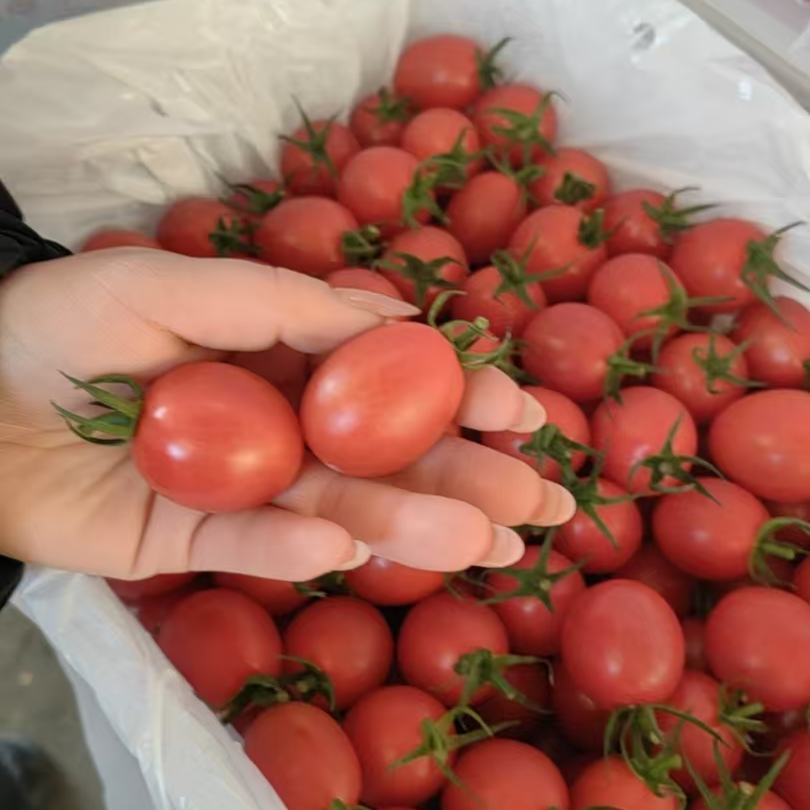 高糖喜柿千禧红番茄散称约1斤千禧圣女果