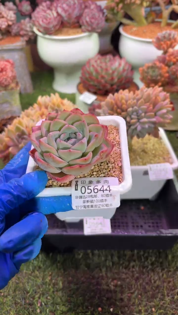 【闪购商品】05644