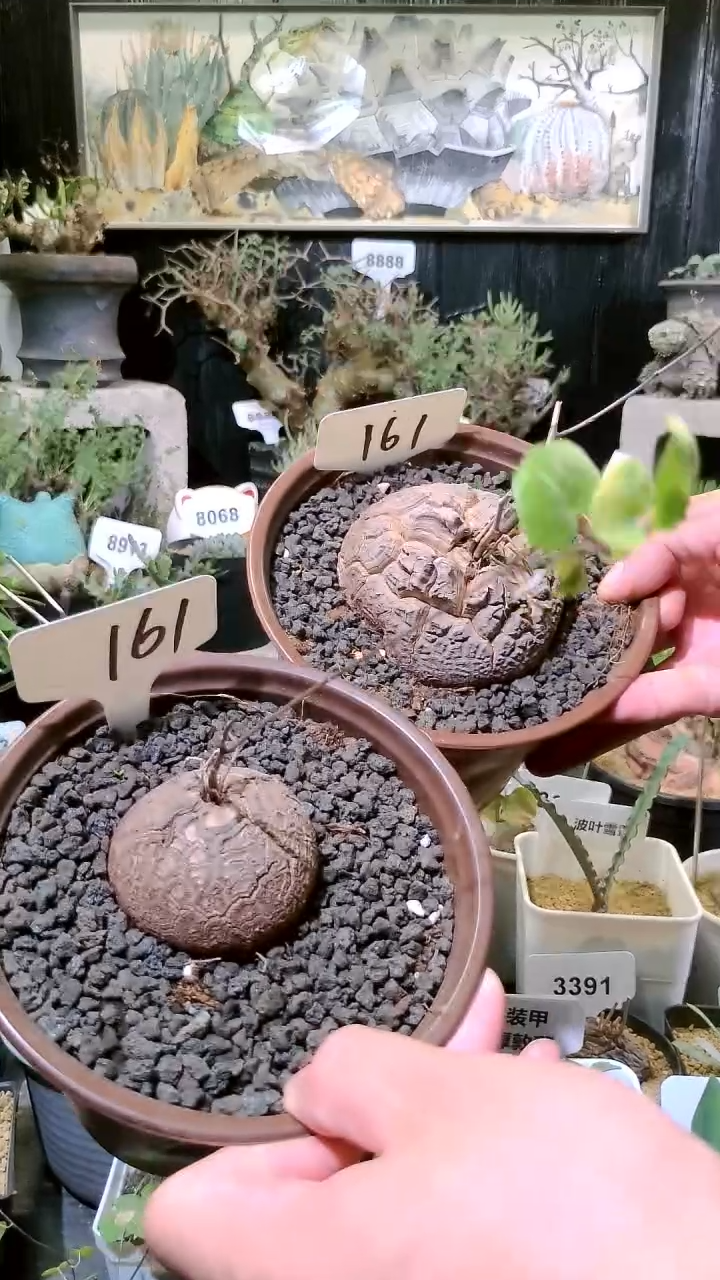 162号1127福利南非龟甲龙买一送一