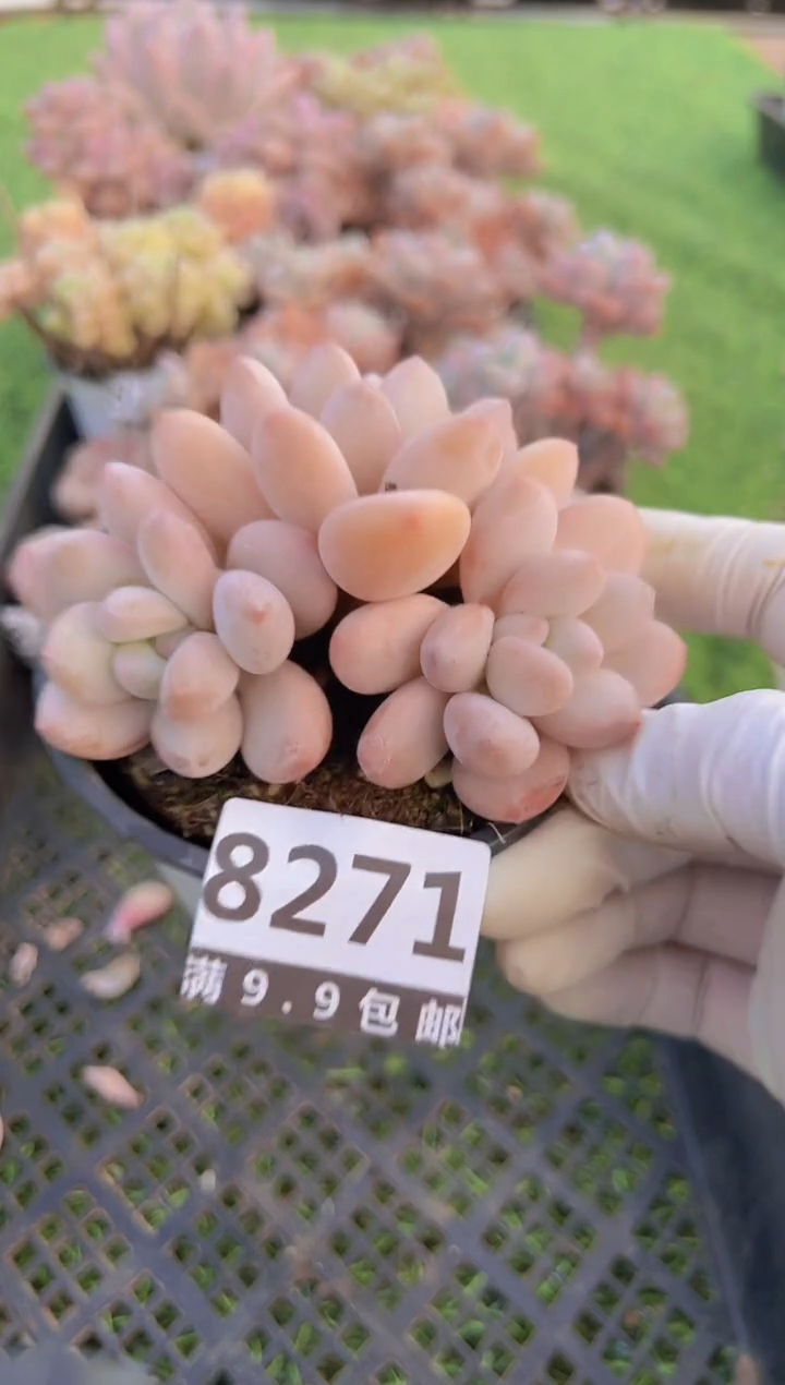 【闪购商品】信福多肉一物一拍