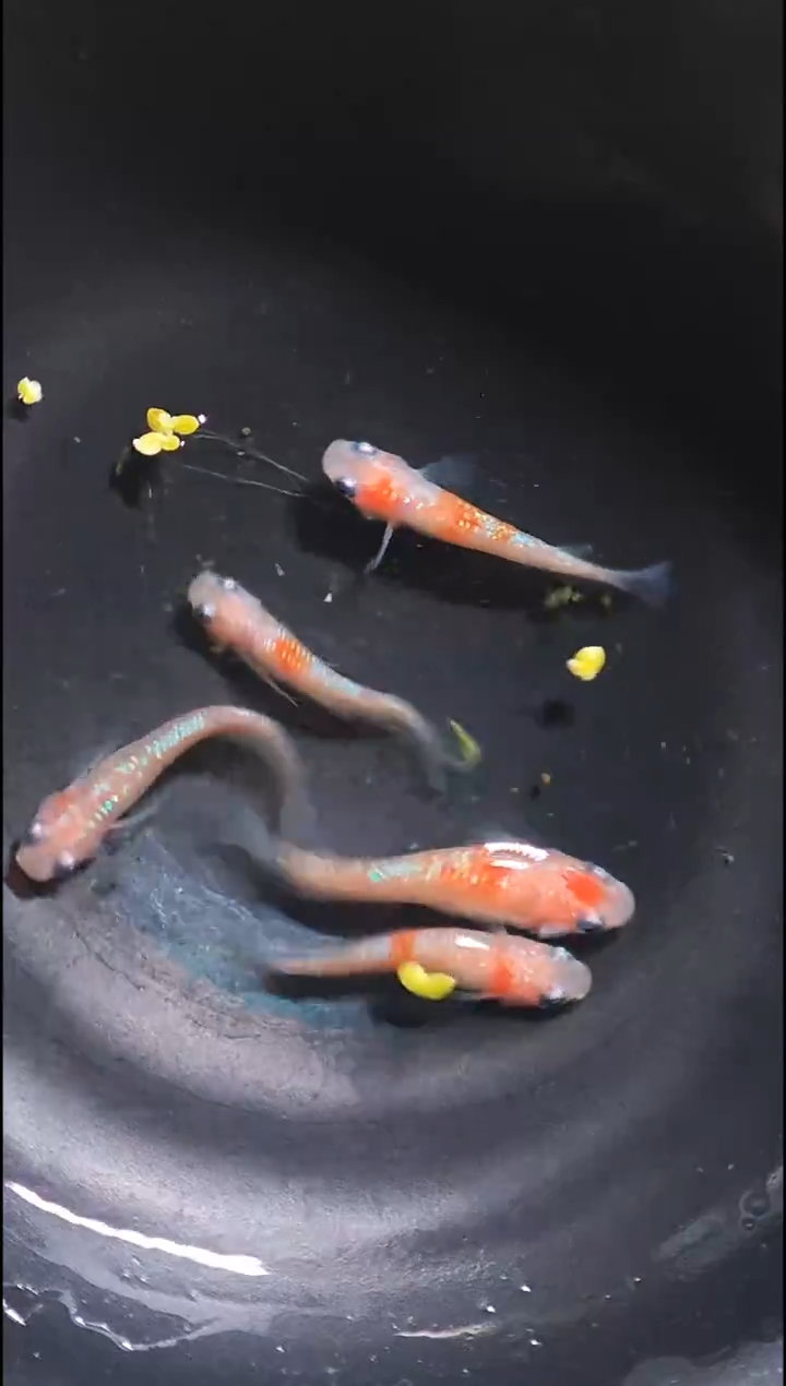 青鳉鱼观背青鳉028