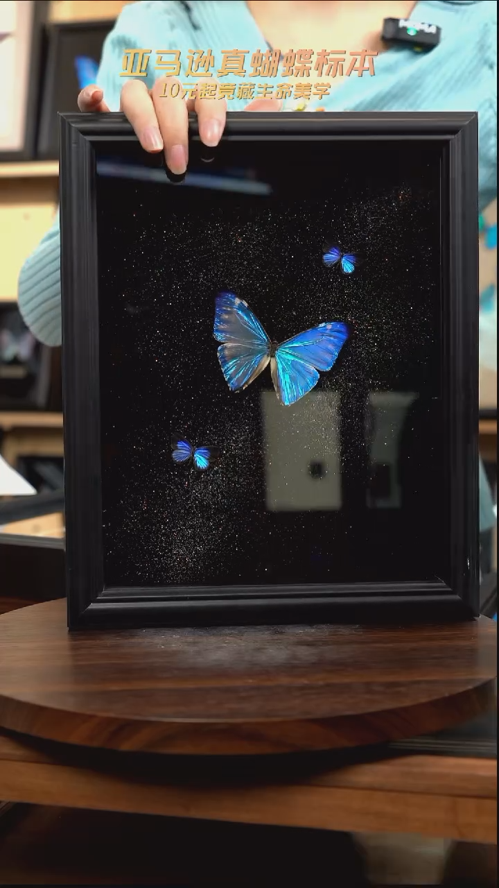 西风闪蝶+2雅灰蝶银河款10寸k141