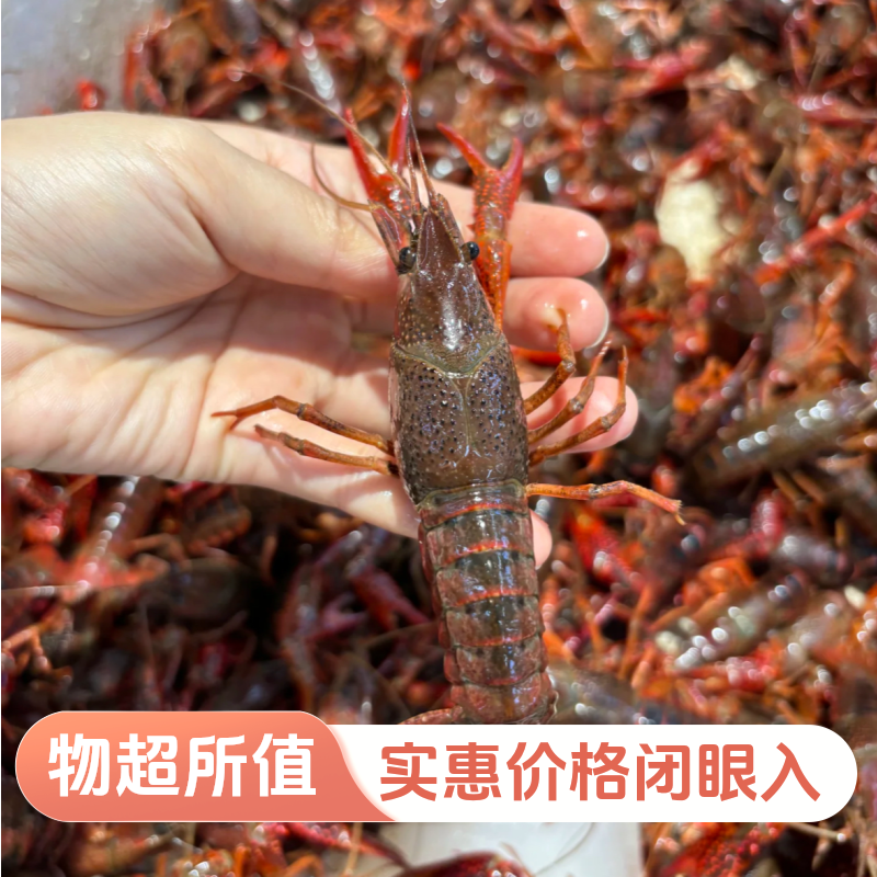 55.5五斤小龙虾（小青2500g）