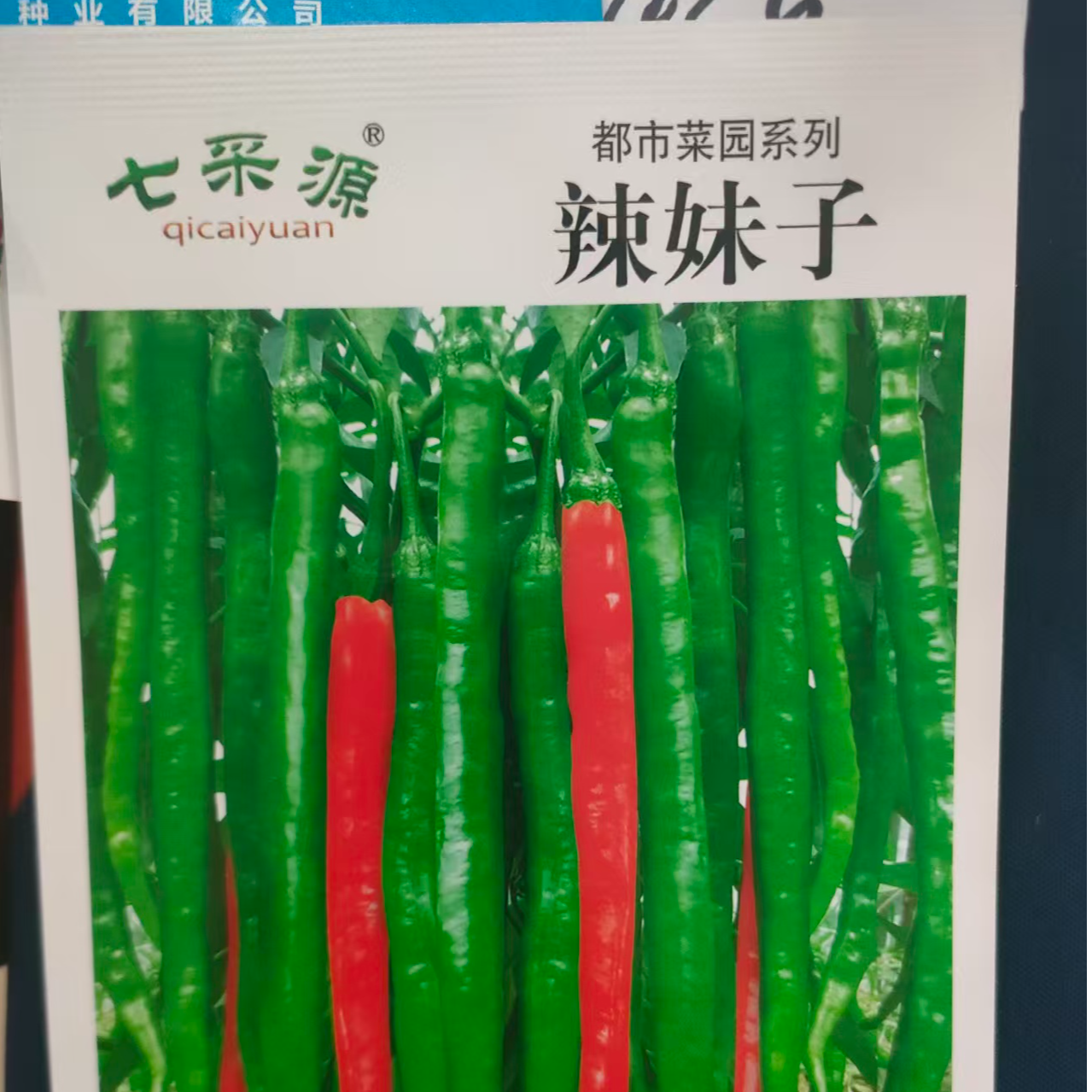 120粒辣妹子辣椒种子长势旺盛商品性好