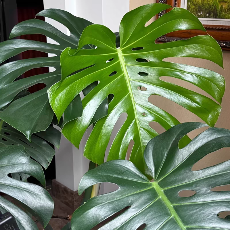 【花仙俏】独杆龟背竹盆栽绿植客厅北欧大型除甲醛植物办公室植物