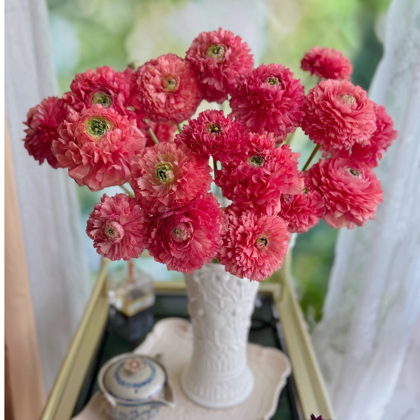 【独鬏鬏优选】云南鲜花 【西瓜红锦鲤】洋牡丹  顺丰配送
