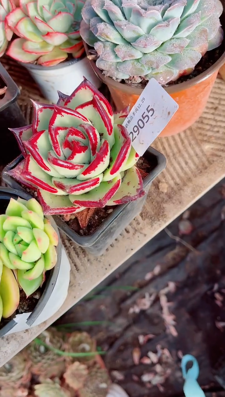 时**苒跃跃精品多肉29055