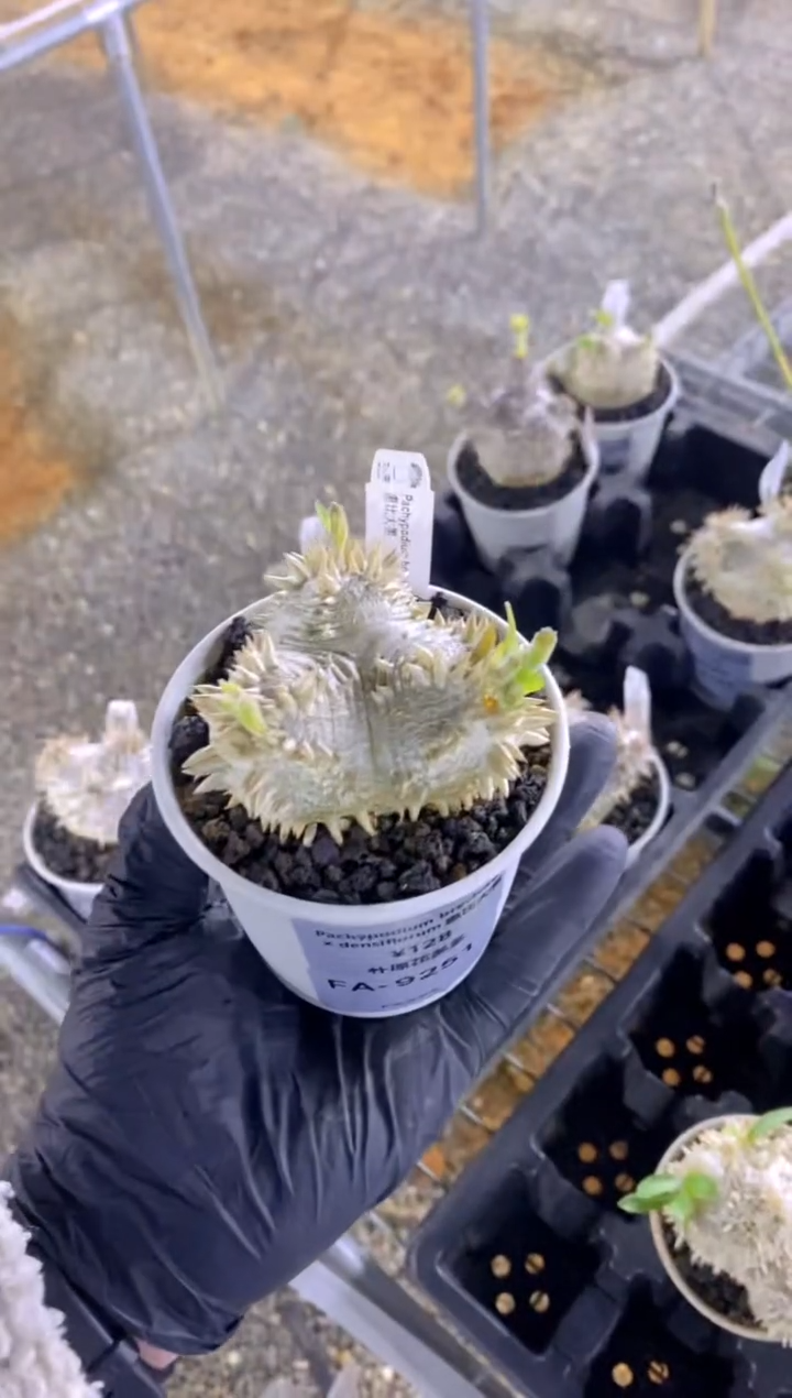 【闪购商品】惠比大黑FA-9251