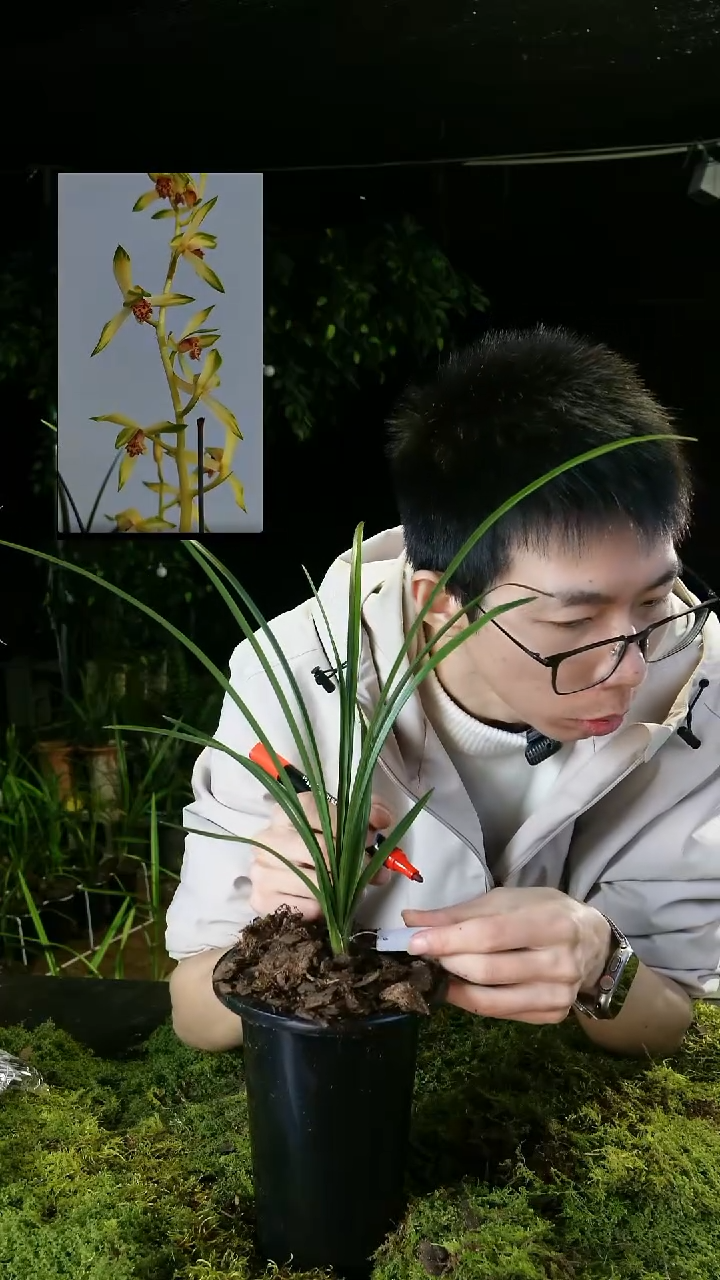 当前无花栽培后可以开花桃**鰭蕙兰-金镶翡翠（子母2苗带盆）
