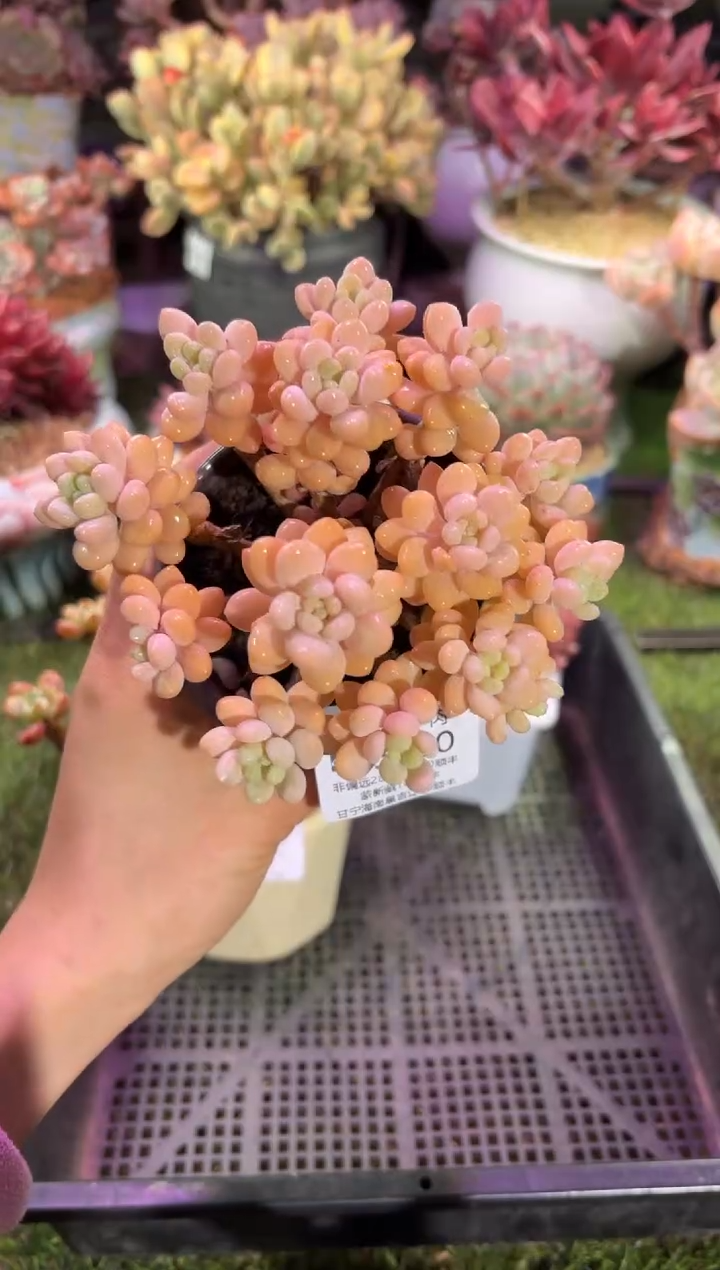 【闪购商品】03130