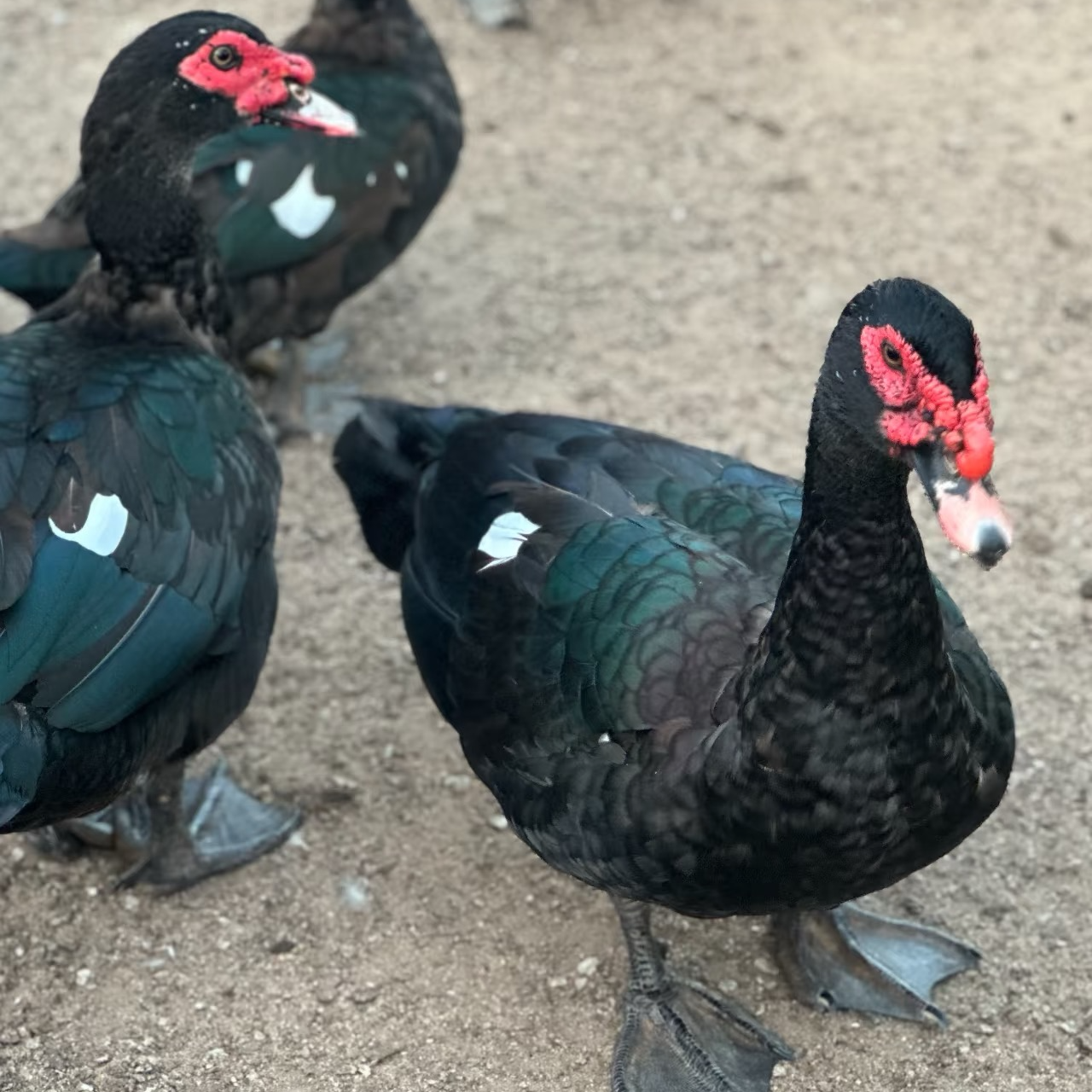 农家散养1年胡鸭（公） 现宰现发 《顺丰包邮》