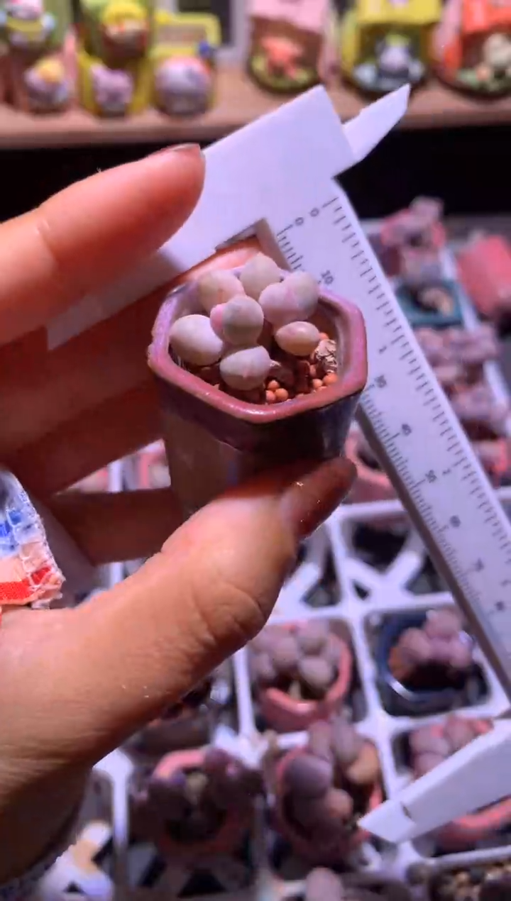 mini彩虹，满28包邮，不满发一个叶片到付