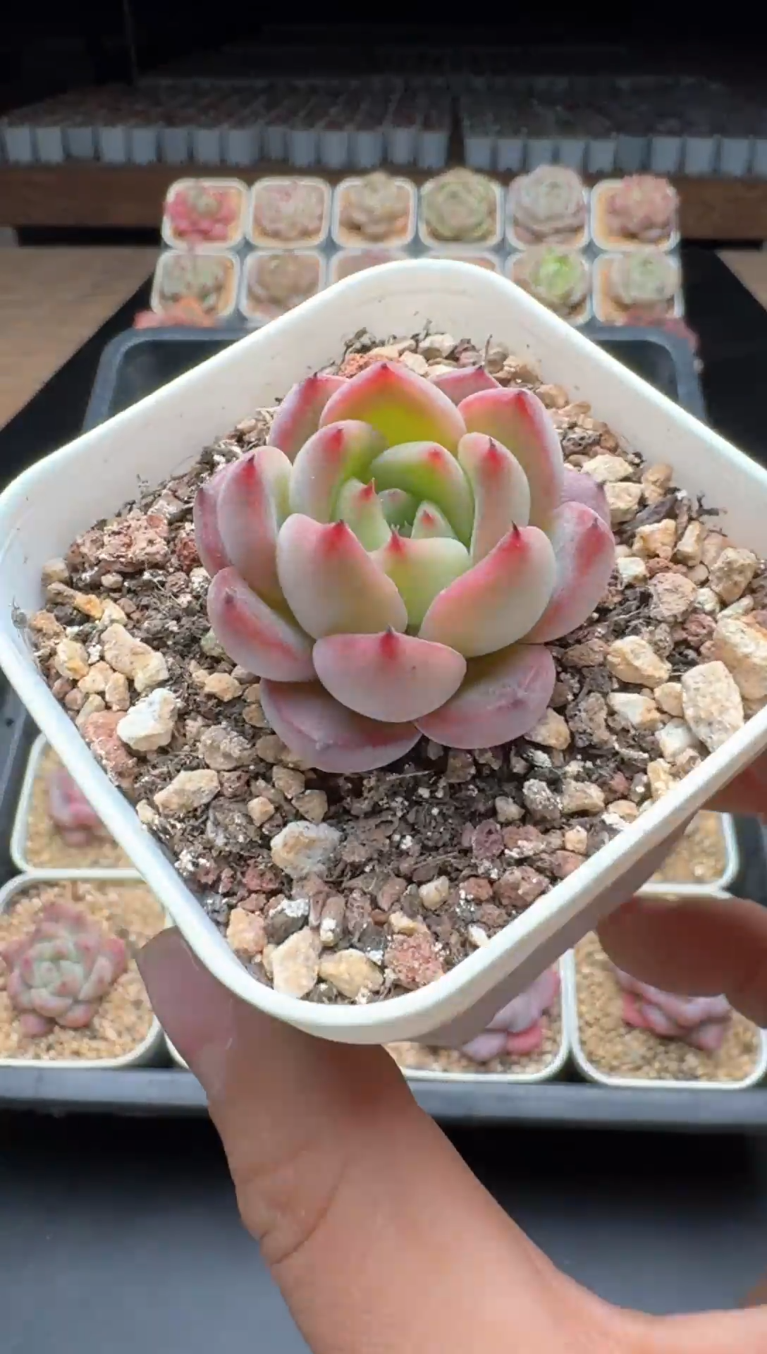 【闪购商品】776号一物一拍珍妮多肉花卉植物3颗起发