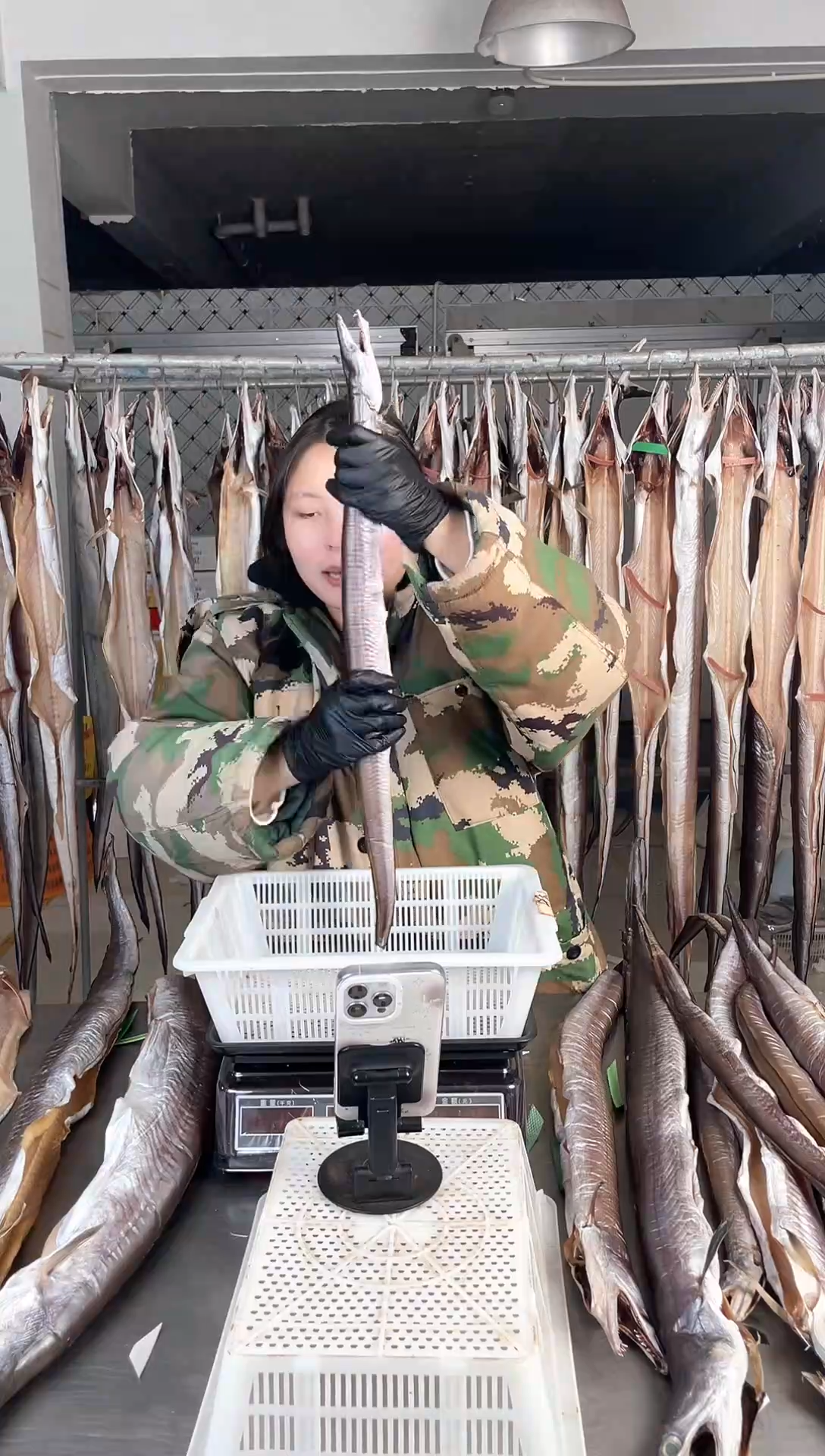 中国大陆8两风鳗