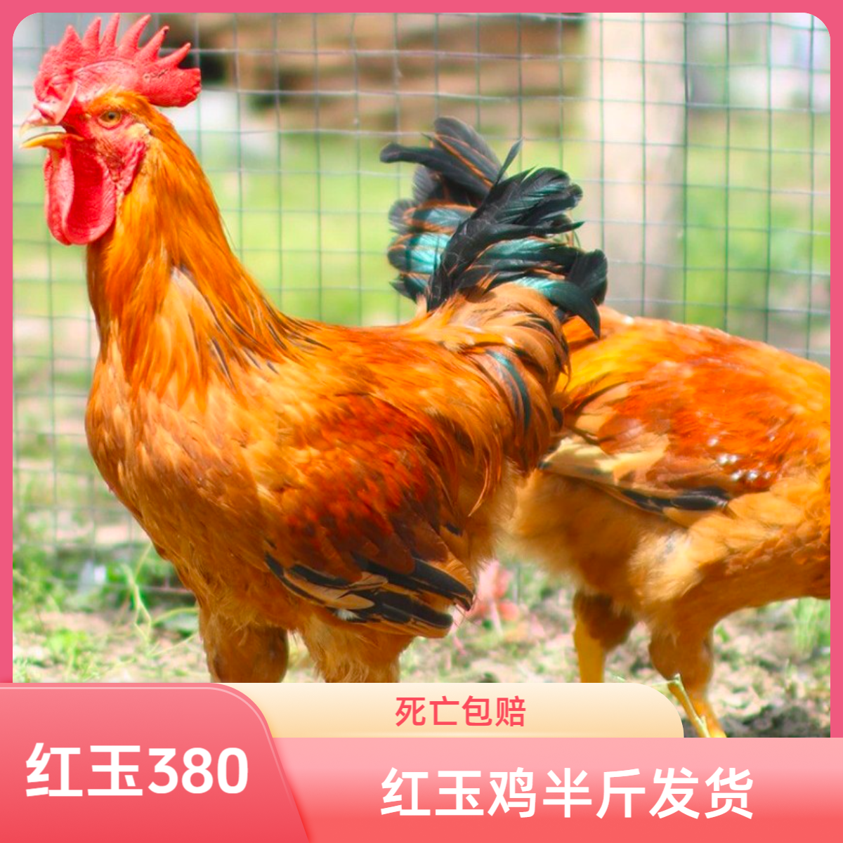 8只红玉鸡  K9鸡 宠物鸡产蛋王 公母可选 下粉壳蛋