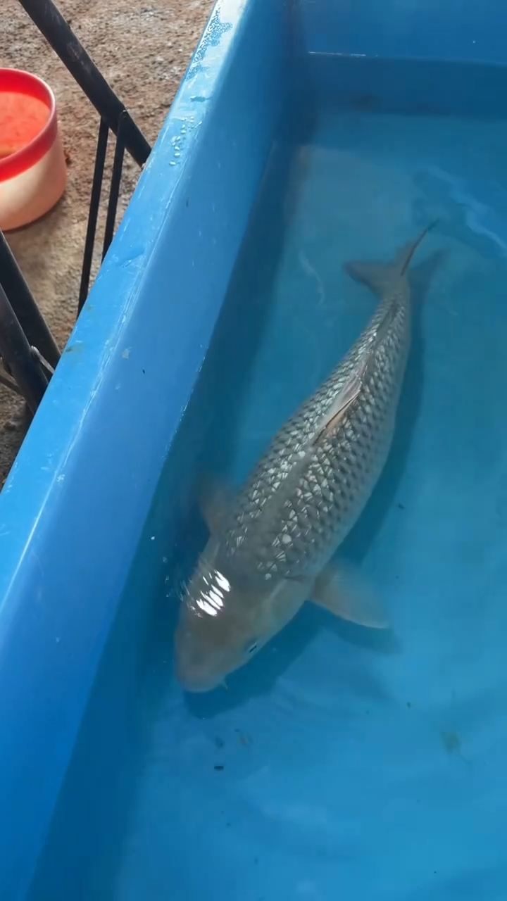 锦鲤太饱锦鲤36cm-48cm不包邮到付具体尺寸和品类以直播间为准