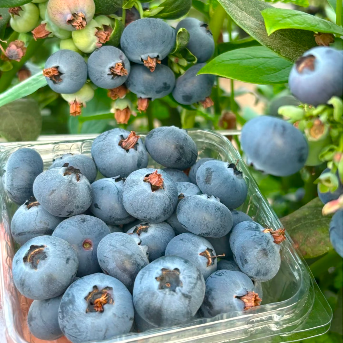 【翠宝宝】枝花妖 花香蓝莓18+ 脆甜好吃 大凉山当季鲜果 川渝包邮