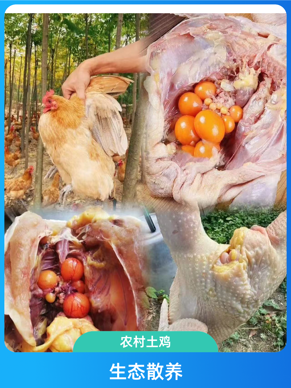 【2只装】脆皮鸡农村散养土鸡生态养殖整鸡生鲜发货养足180天