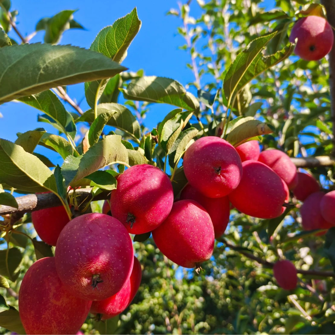 东北特产鸡心果锦绣海棠脆甜多汁 新鲜采摘 现摘现发