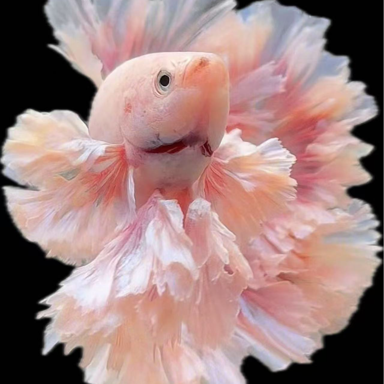 5号竞拍，印尼斗鱼泰国斗鱼