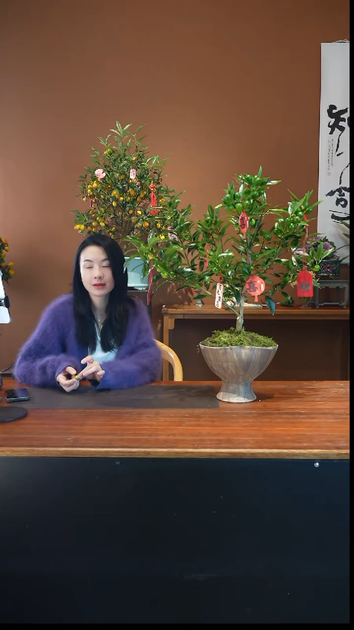 全部花朵脆皮金枣景盆景盆景