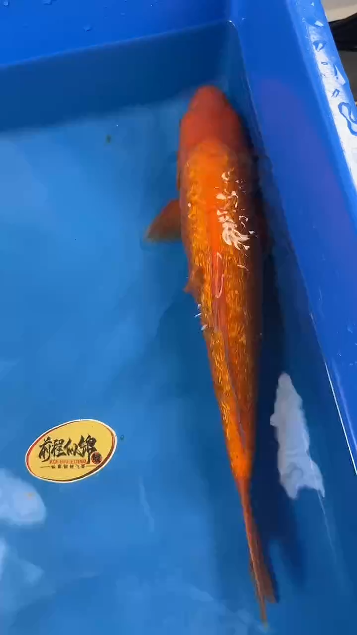 锦鲤  尾行 火鲤