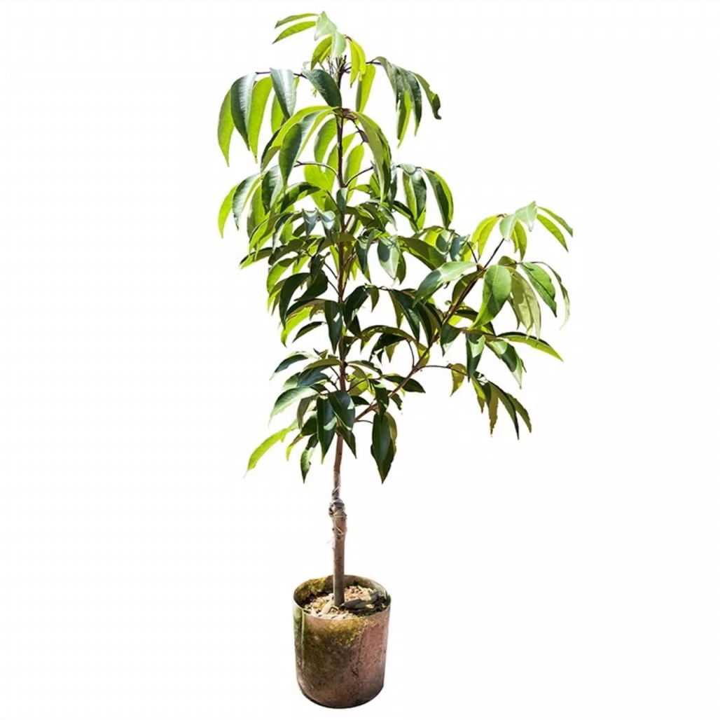 桂味冰荔无壳先进奉大小苗带土带叶盆栽地栽