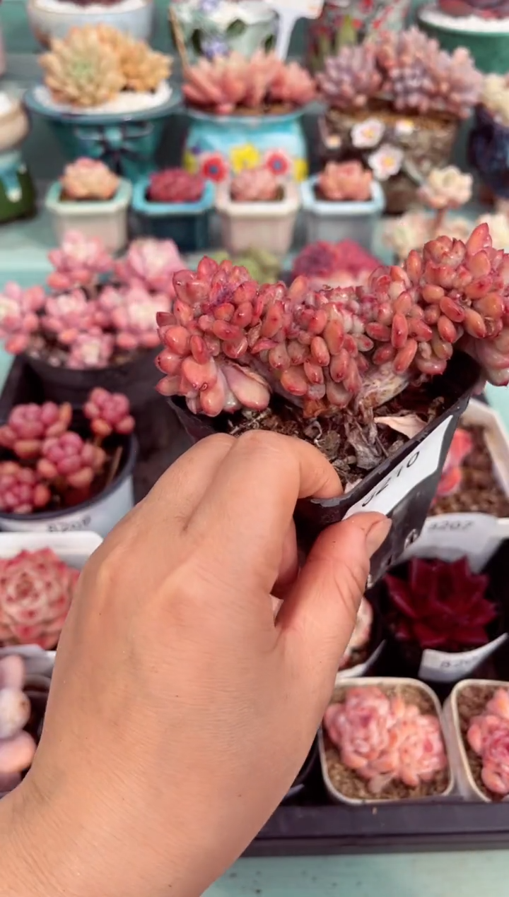 【闪购商品】8210粉珍妮缀化多肉