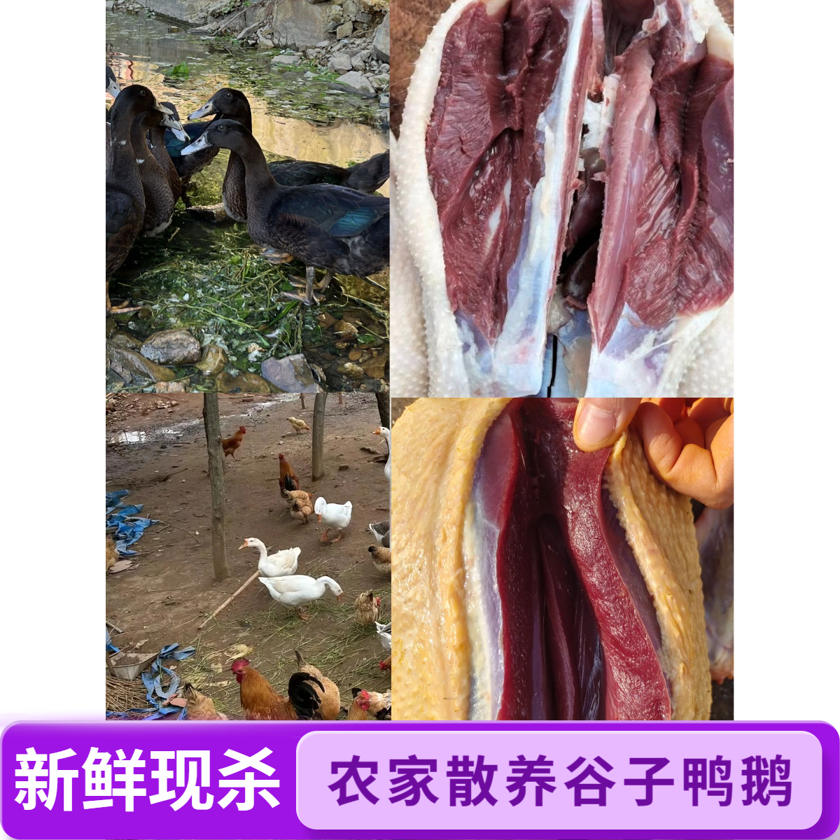 石洞镇正宗谷子鸭 鹅 农家自家散养 现宰现发 