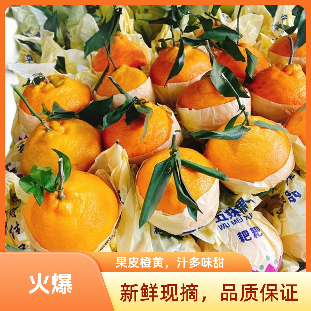 春见 粑粑柑 9.9元 特大果