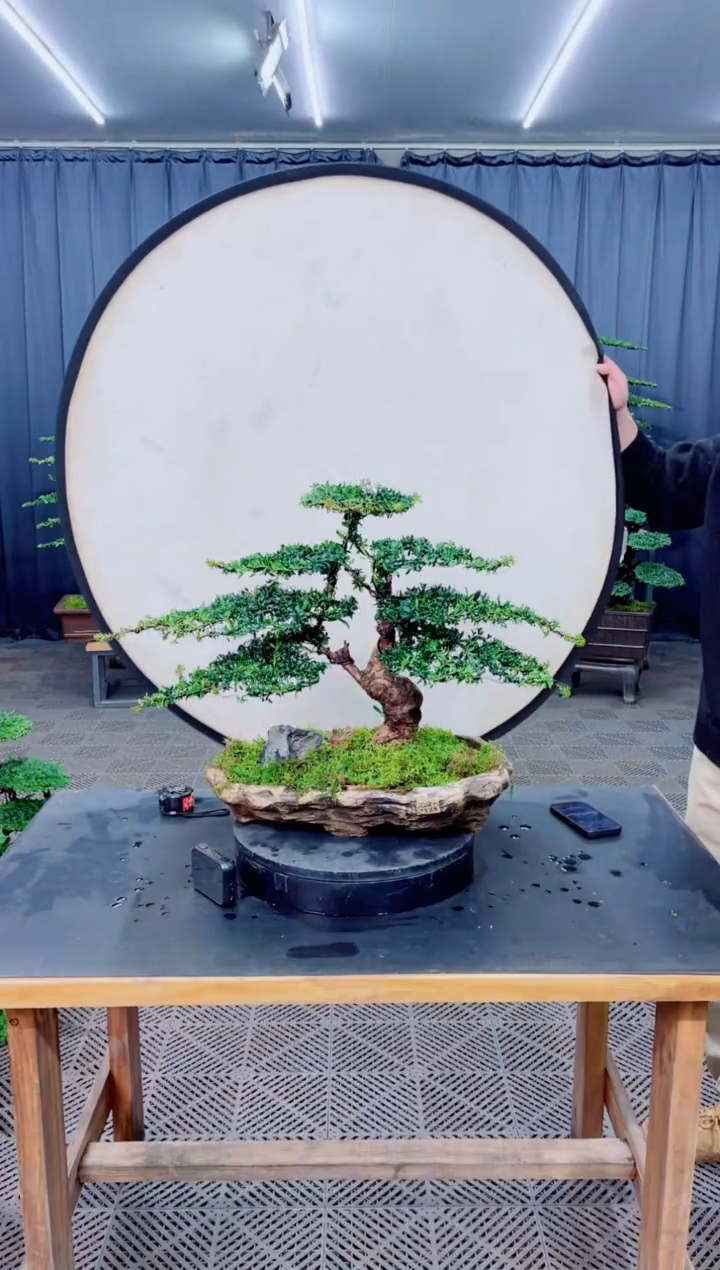 无花朵盆景.....