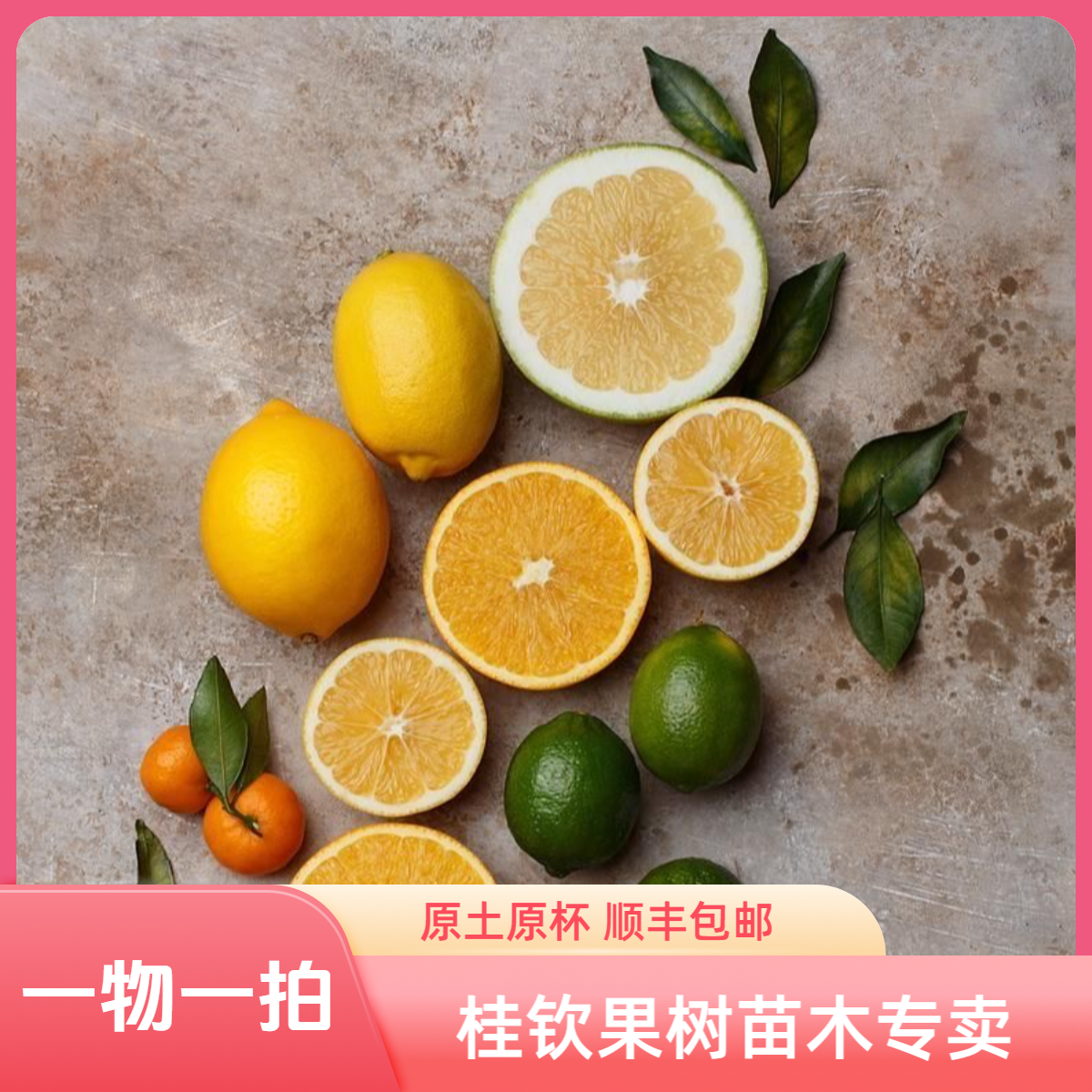 【顺丰包邮】桂钦果树苗木直播间一物一拍/荔枝龙眼番石榴果树苗木