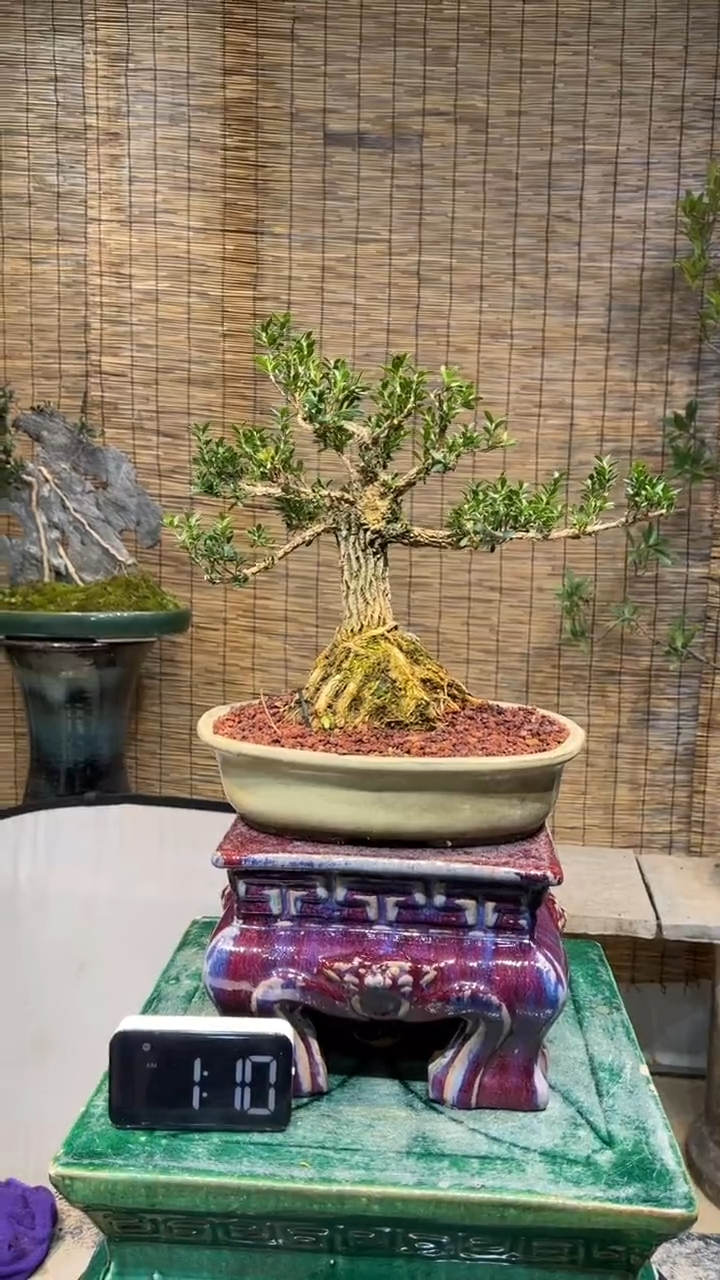 【闪购商品】盆景盆景