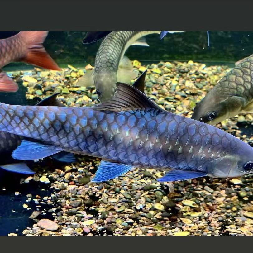 直播间专享连接一鱼一拍 