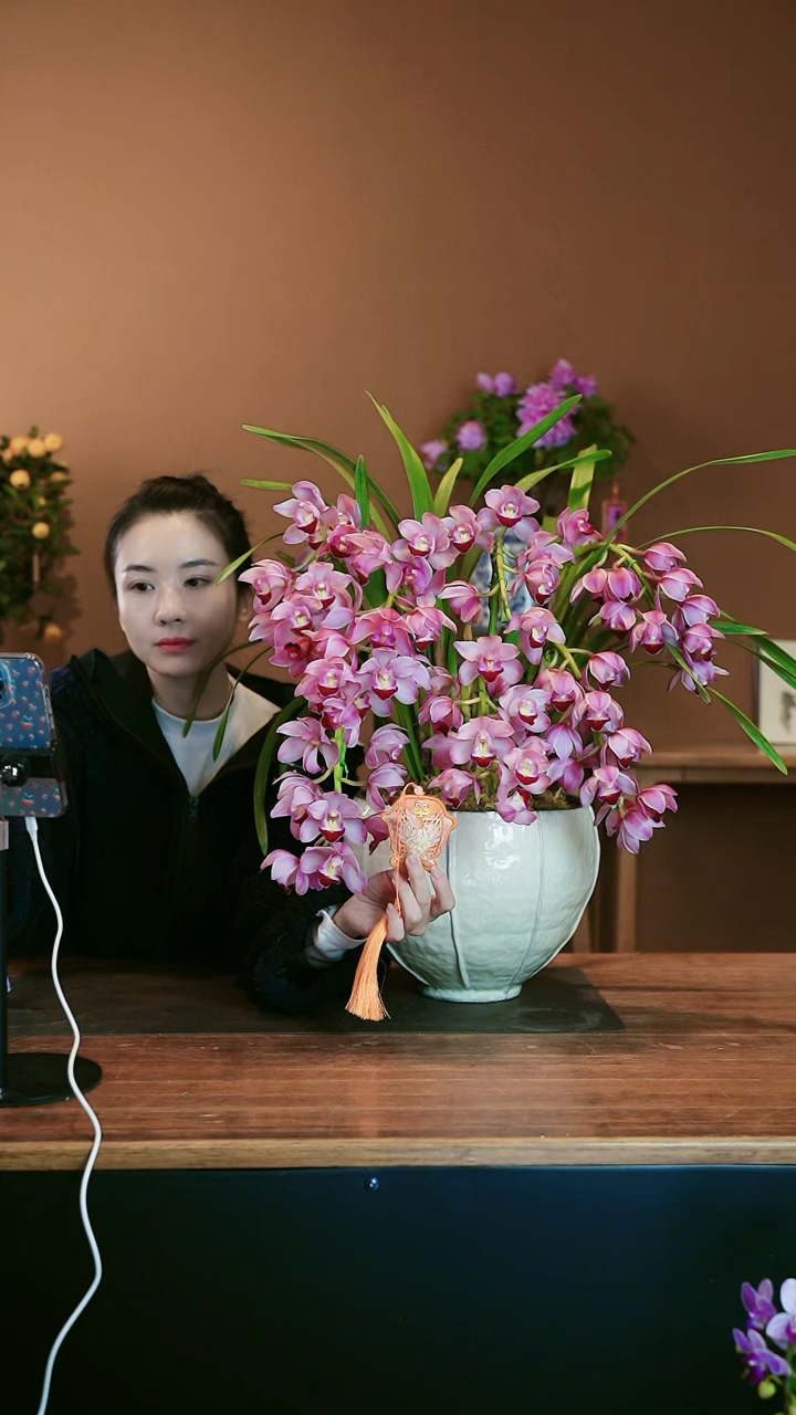 【闪购商品】盆景小粉拱兰 白