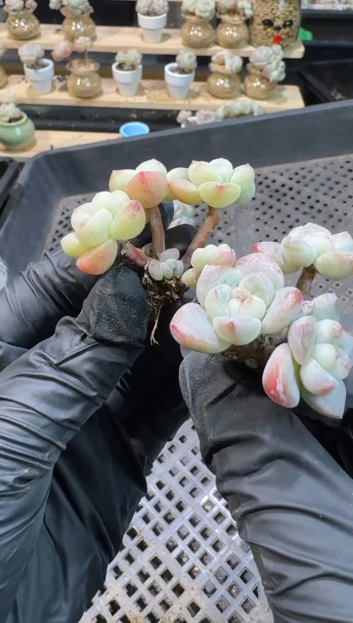 【闪购商品】123号到手1框-江北多肉