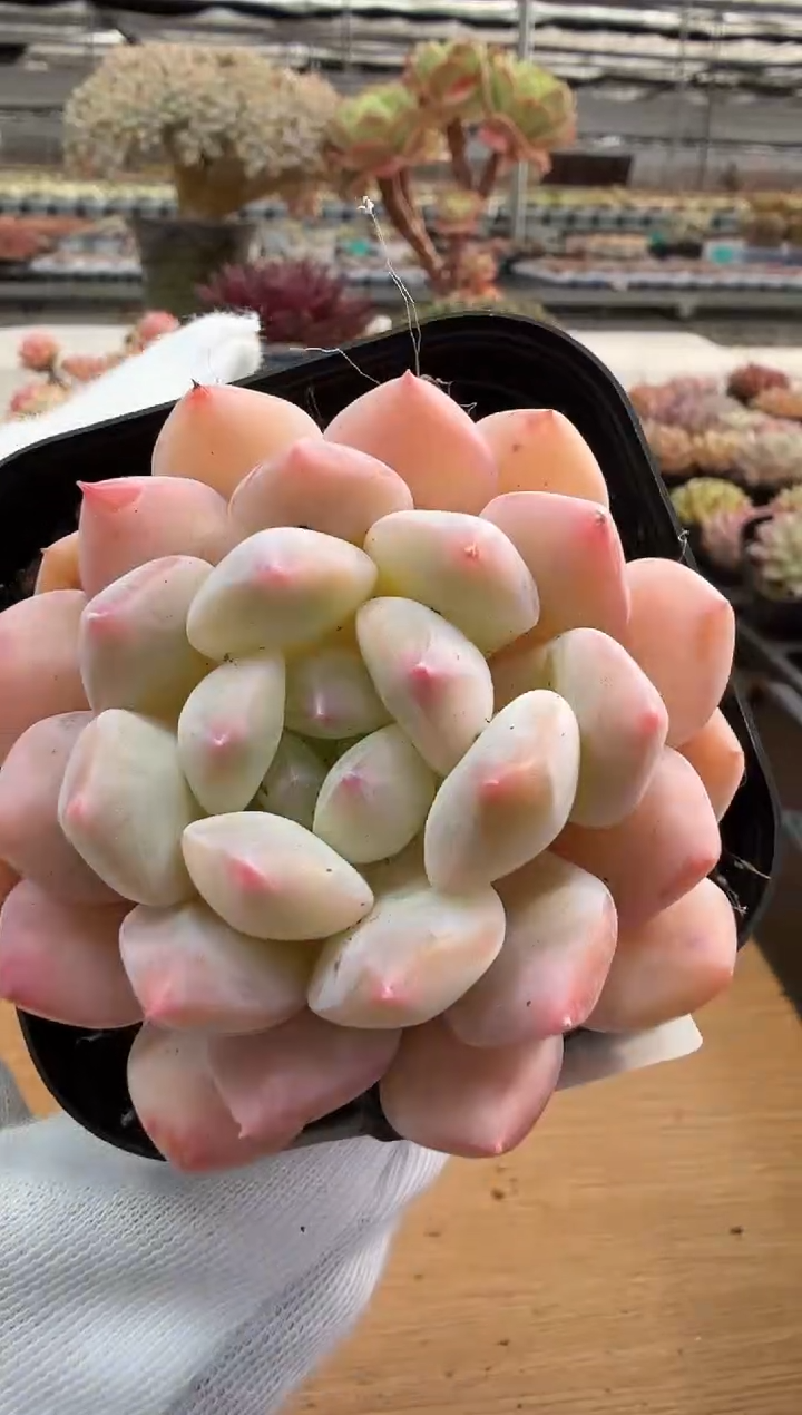 东云多肉园二店-186