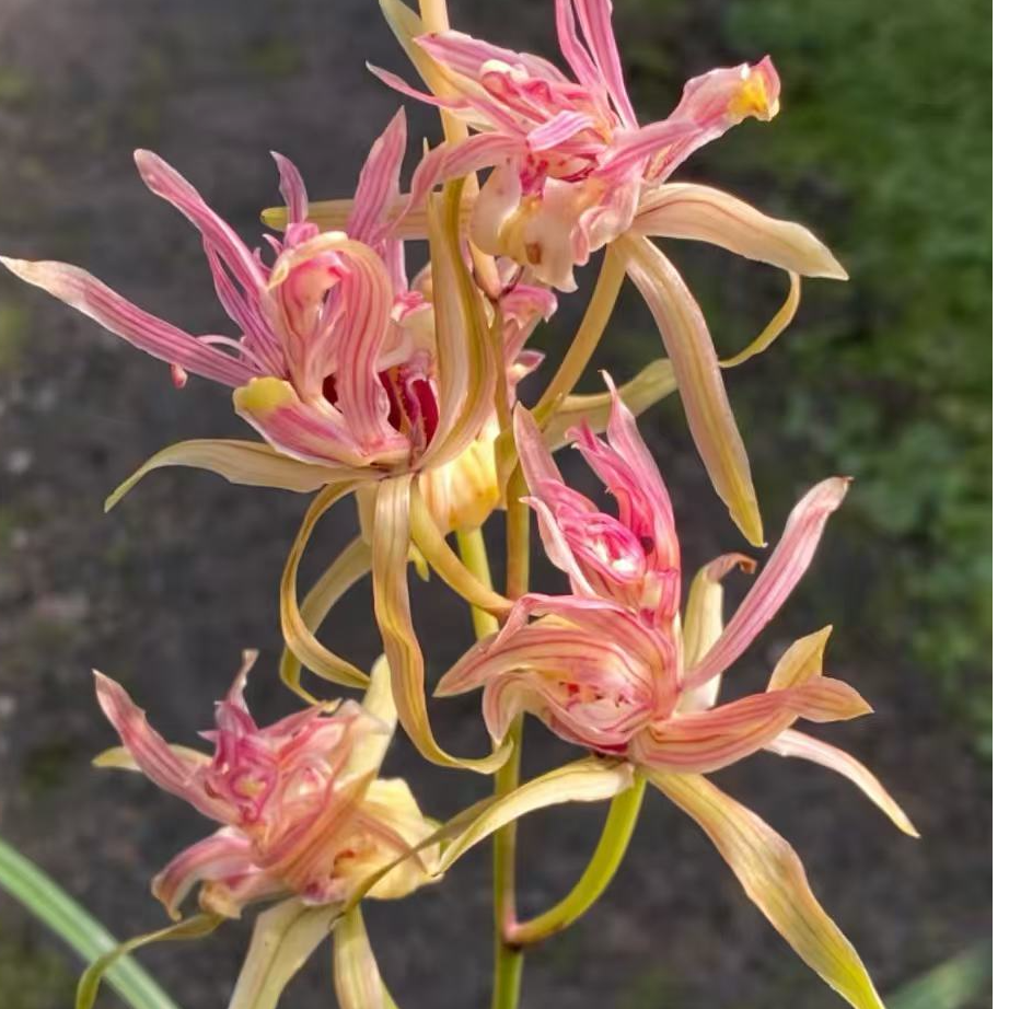 兰花带花寒兰红凤 浓香奇花带盆发货浓香花期带花花卉绿植养殖
