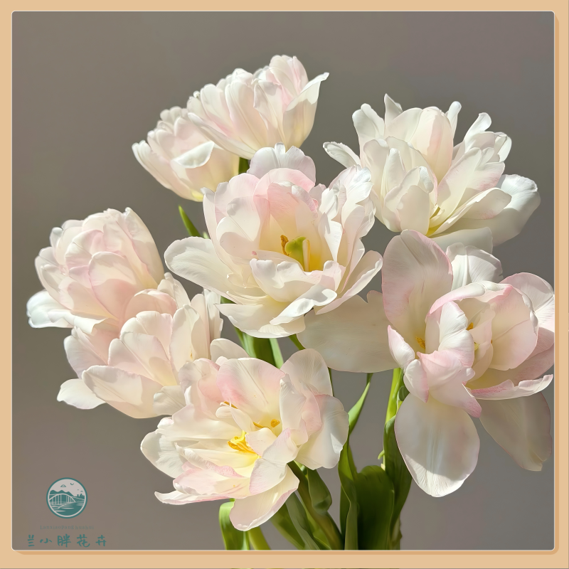 【兰小胖】方德A级郁金香-樱花千层10枝装季节限定小众鲜花顺丰发货
