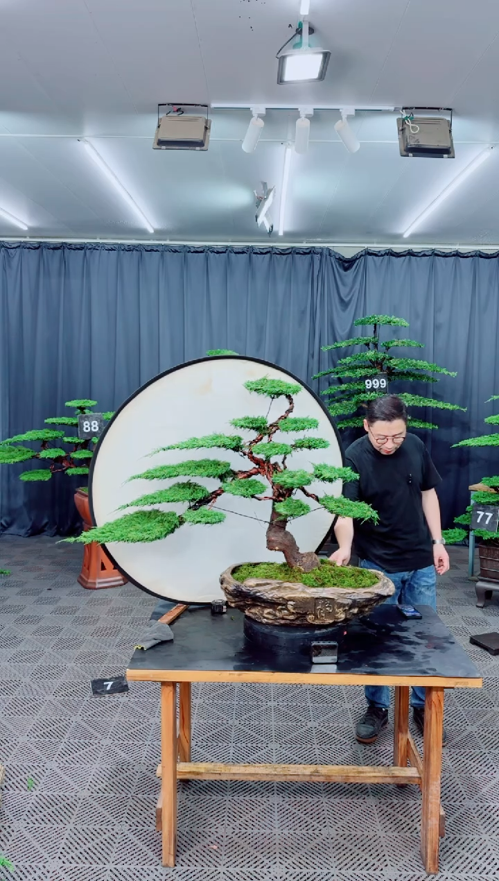 无花朵济州真柏盆景.......